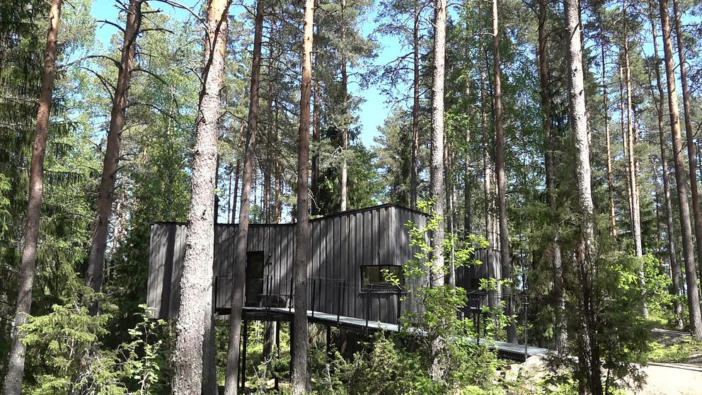 Trähus i skog en sommardag med blå himmel