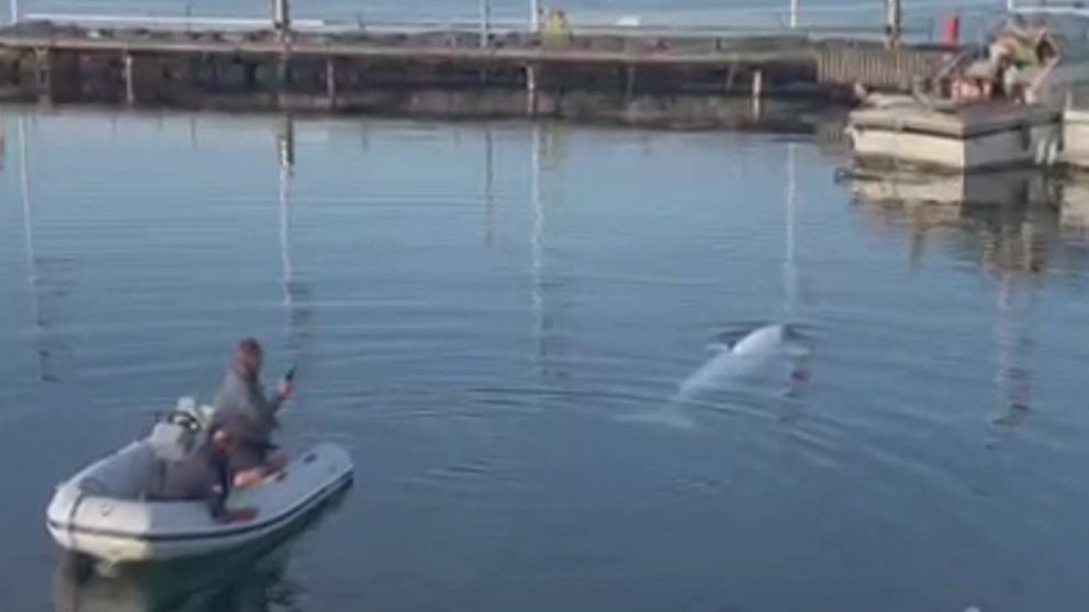 En vitval i vattnet och en människa i en båt som filmar Hvaldimir.