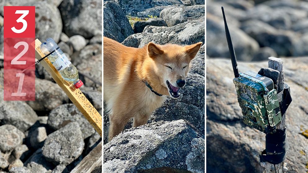 Tre bilder: upp och nedvänd vattenflaska, hund och en kamera
