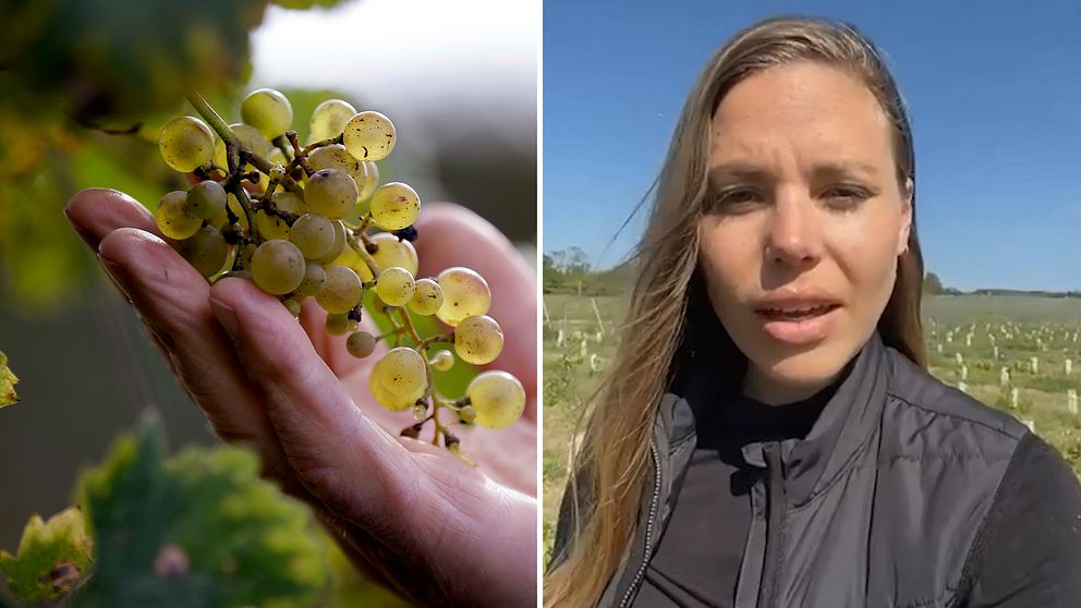 Vinodlare Emma Serner om hur klimatförändringar gjorde att hon drog igång en vingård på Gotland istället för Italien.