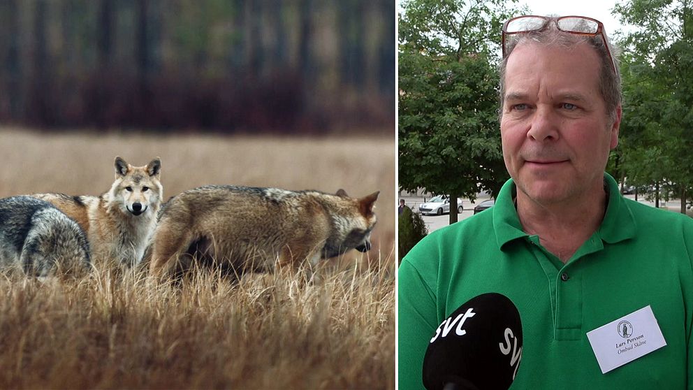 Vargar i natur. Lars Persson, ordförande Jägareförbundet i Skåne.