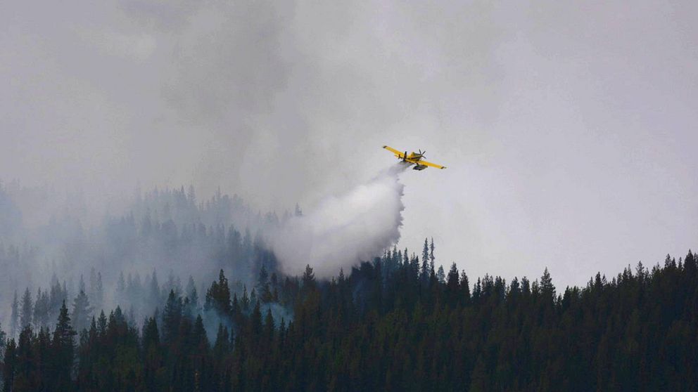 Ett gult flygplan släpper ner vatten över skogen i Sorsele, det är rökigt i skogen och himlen är alldeles grå. Flygplanet är skickat från MSB för att hjälpa till med släckningsarbetet.