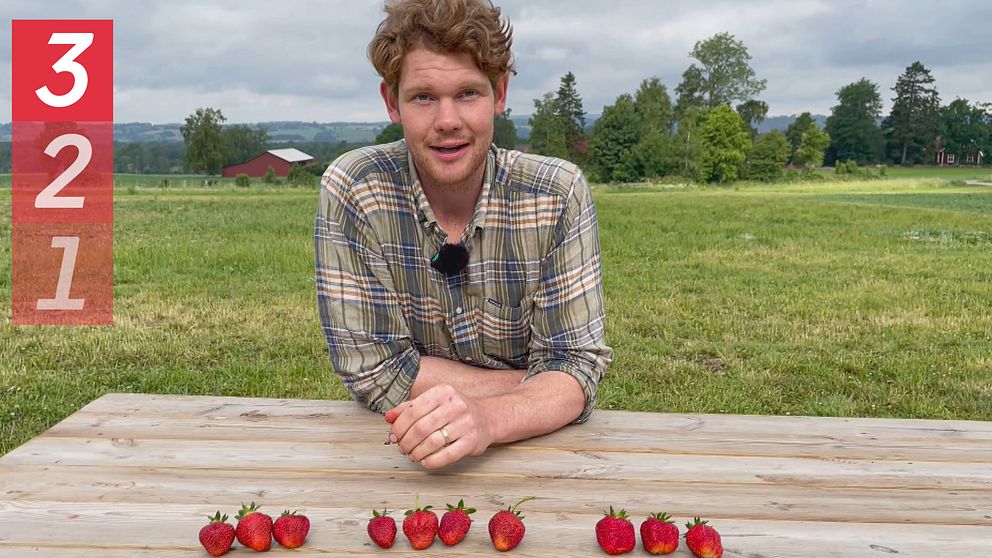 Anders Wallemyr är jordgubbsodlare. Här sitter han vid ett bord med olika sorters jordgubbar framför sig.