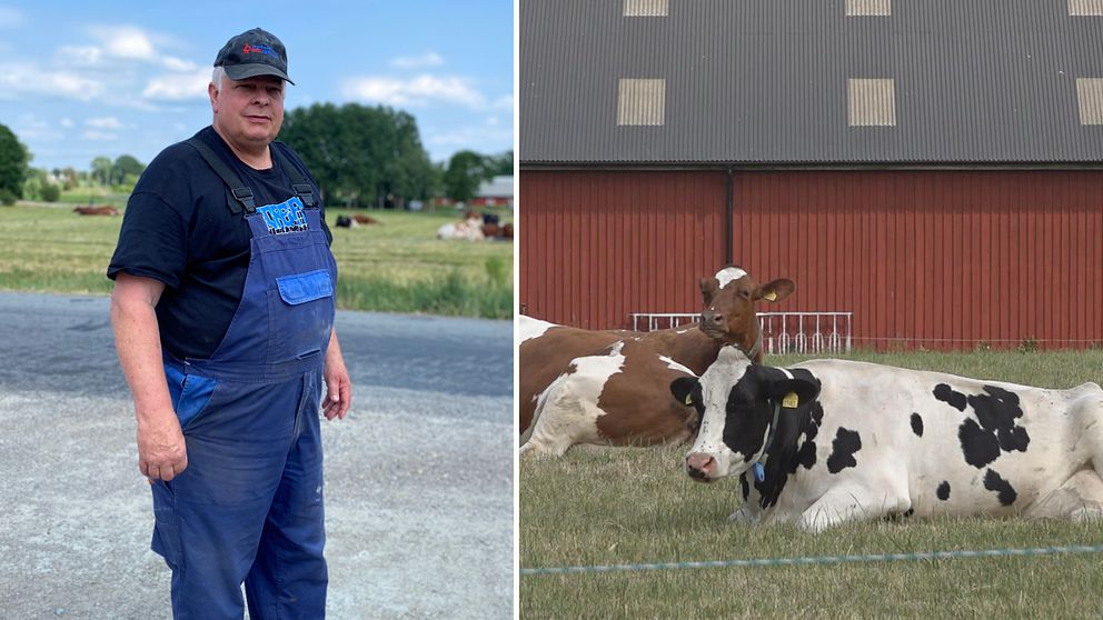 Ingemar Lundqvist vid sin gård och två kor framför en lada.