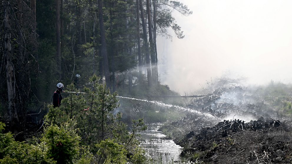 Två brandmän står med varsin vattenslang vid ett skogsbryn och släcker en markbrand