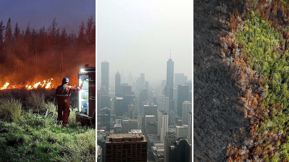 Bild på brandman vid brand i Kanada, bredvid bild på ett rökigt Chicago i USA dit röken spridits, bredvid bild på kontrasten mellan bortbränd skog i anslutning till ett grönt skogsparti.