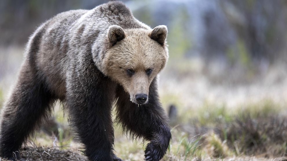 Kvoten för björnjakt beslutad i Sápmi.