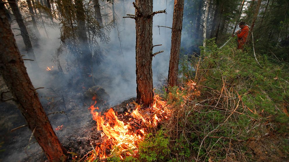Så gick det till när den största skogsbranden i modern tid bröt ut i Västmanland.