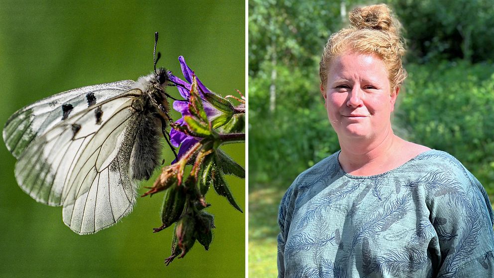 Bild på en fjäril på en blomma. Till höger ser man Maria Lundgren på Länsstyrelsen i Västernorrland.