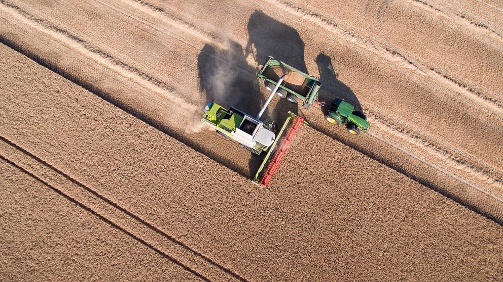 Höstvete tröskas utanför Vallkärra norr om Lund i torkan 2018. Efter våren och sommarens torka beräknas skörden på bli drygt hälften jämfört med ett normalt år.