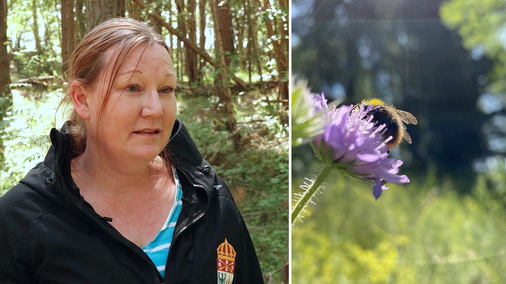 Liv Hellquist, enhetschef för Art och landskap på Länsstyrelsen i Örebro och bild på en humla på en väddblomma.