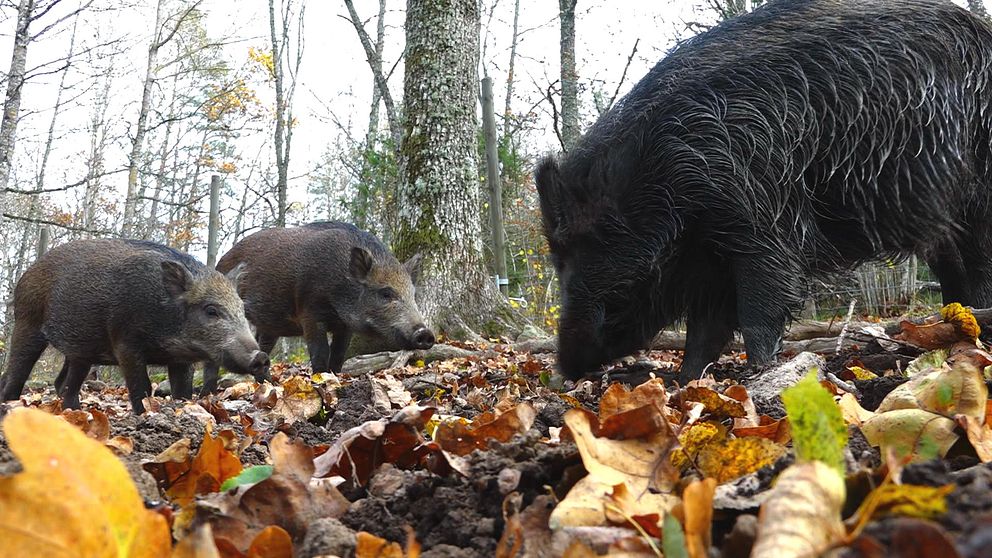 Bildsvin bökar i skog