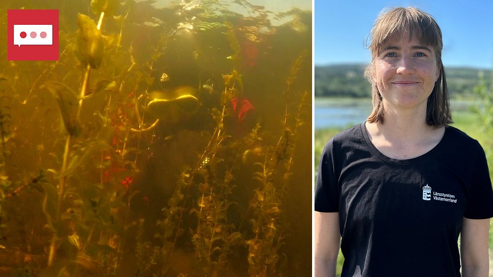 Kollage. Till vänster en dykare med massor av den invasiva arten vattenpest. Till höger Tove Lönneberg som har axellångt hår och en svart t-shirt med Länsstyrelsen Västernorrlands logotyp i vitt.