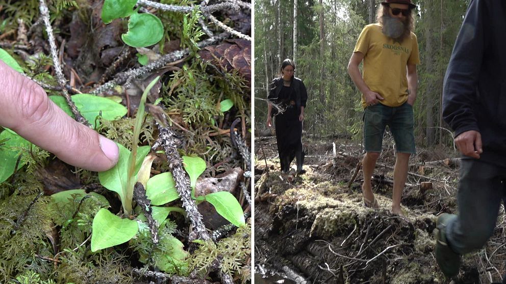 Bilden är ett montage. Till vänster syns ett finger som pekar mot en växt i skogen. Till höger syns tre personer som går igenom skogen.