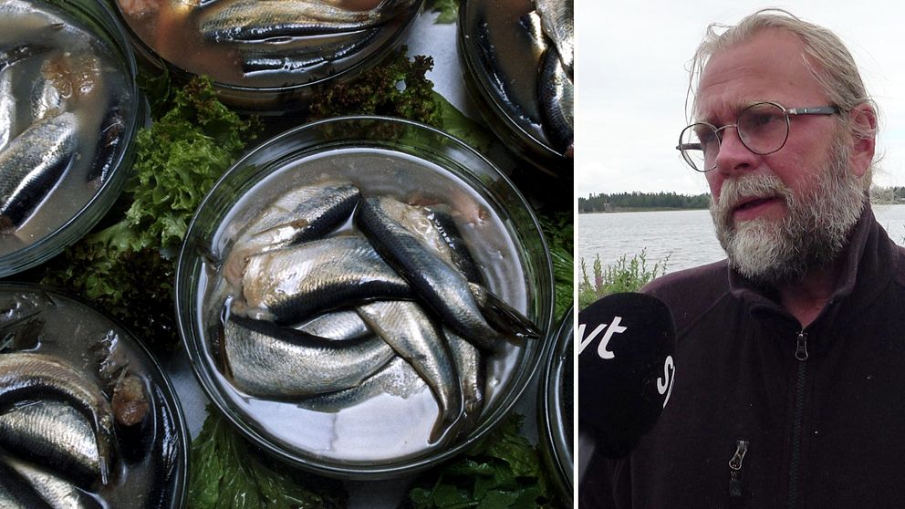 Till vänster: Bild på surströmming i burkar. Till höger Björn Lundgren står utanför sin surströmmingstillverkning i Rovögern med vatten i bakgrunden.