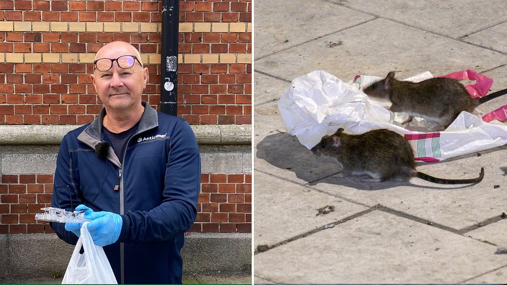 En man tittar in i kameran och håller upp en råttfälla. Till vänster syns två stora råttor på en gata.