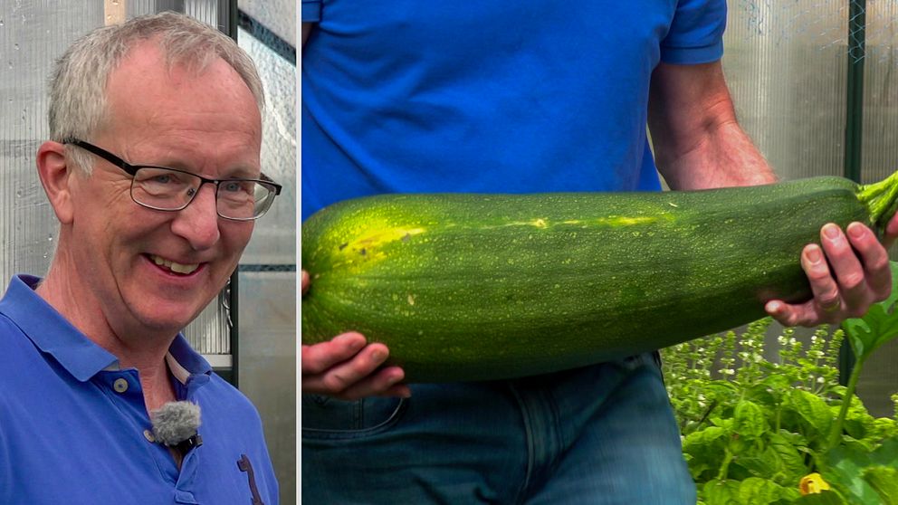En man i blå tröja som ler, delad bild med jättezucchini