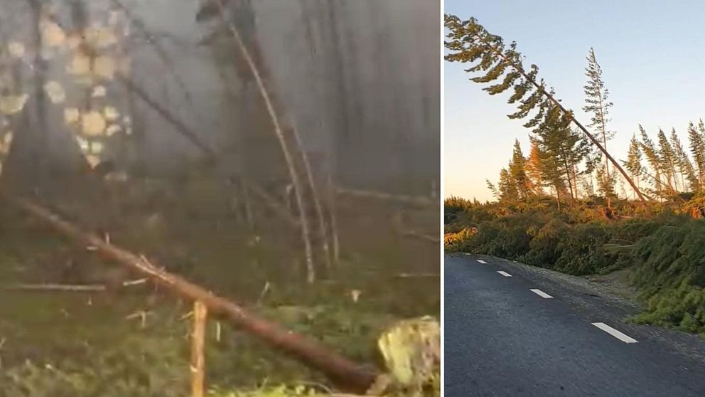 Splittbild. Till vänster en skog där flera träd ligger fällda efter att ovädret Hans dragit fram. Till höger en gran som hänger olycksbådande över bilvägen.