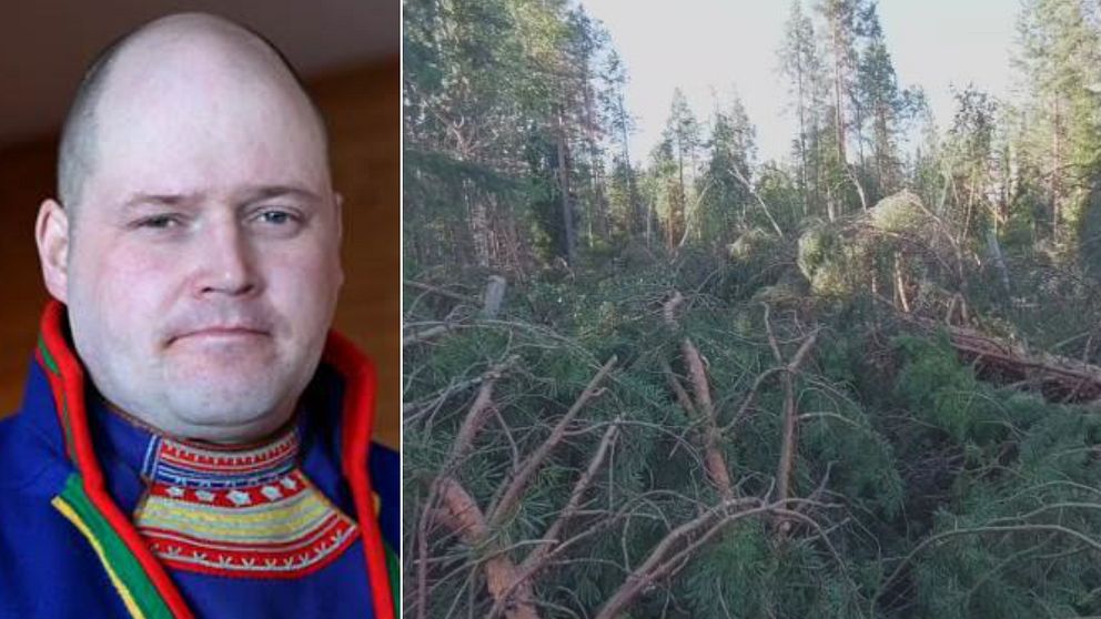 renskötaren Jörgen Stenberg i Malå; många nedfalla träd i en hage