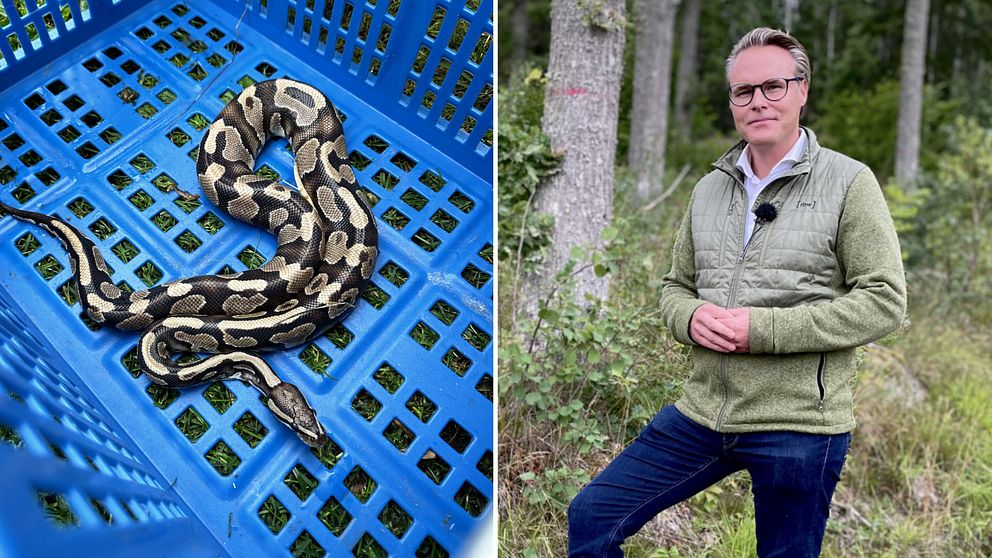 EN plitbild. På den första ligger en pytomormihop ringlad i en blå kräftbur. På den andra står en man med glasögon och fritidsklädd i skogen.