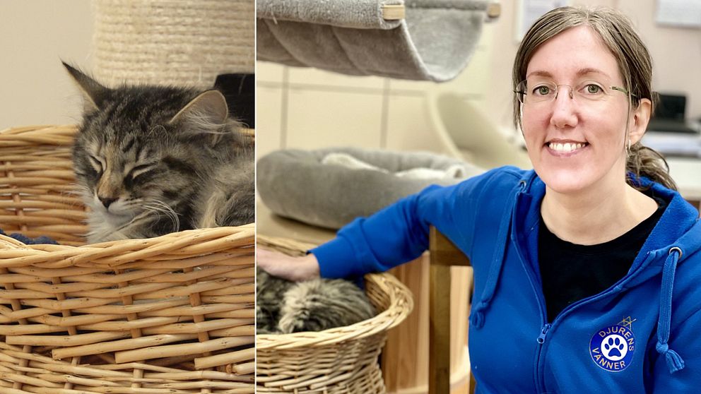 katt och en volontär från katthem