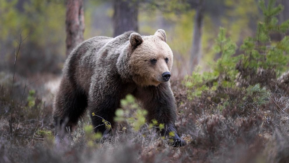 Björn fotograferade i Hälsingland