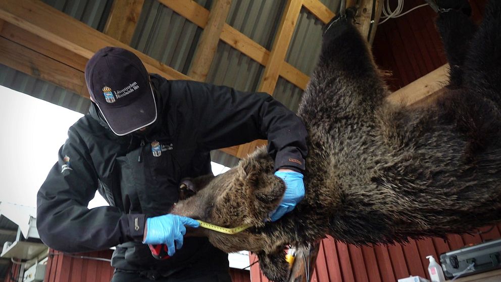 En man från länstyrelsen mäter en död björnhona som är upphängd under ett plåttak.