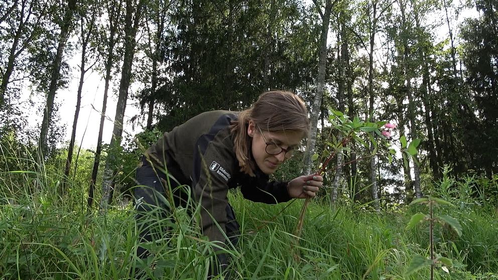 En kvinna i gröna kläder böjer sig ned mot marken och plockar invasiva växter