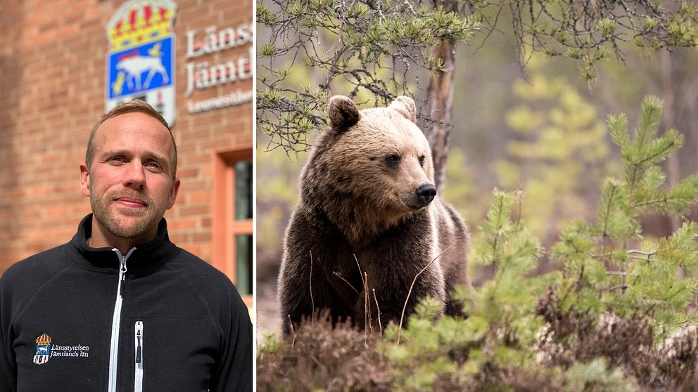Kollage. Till vänster rovdjurshandläggaren Olov Hallquist utanför länsstyrelsen i Jämtlands lokaler. Till höger bild på en björn i barrskog.