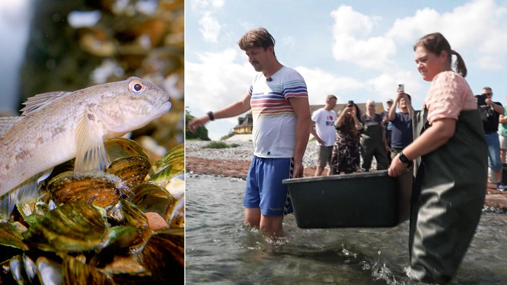 Den invasiva svartmunnade smörbulten hotar andra fiskarter i Öresund och Östersjön. I Danmark har man nu ett projekt där man föder upp, och som här på bilden, släpper ut piggvar.