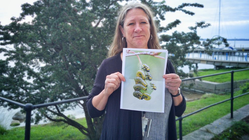 Helena Lager visar en bild på en Blåsvart Björkstekel.
