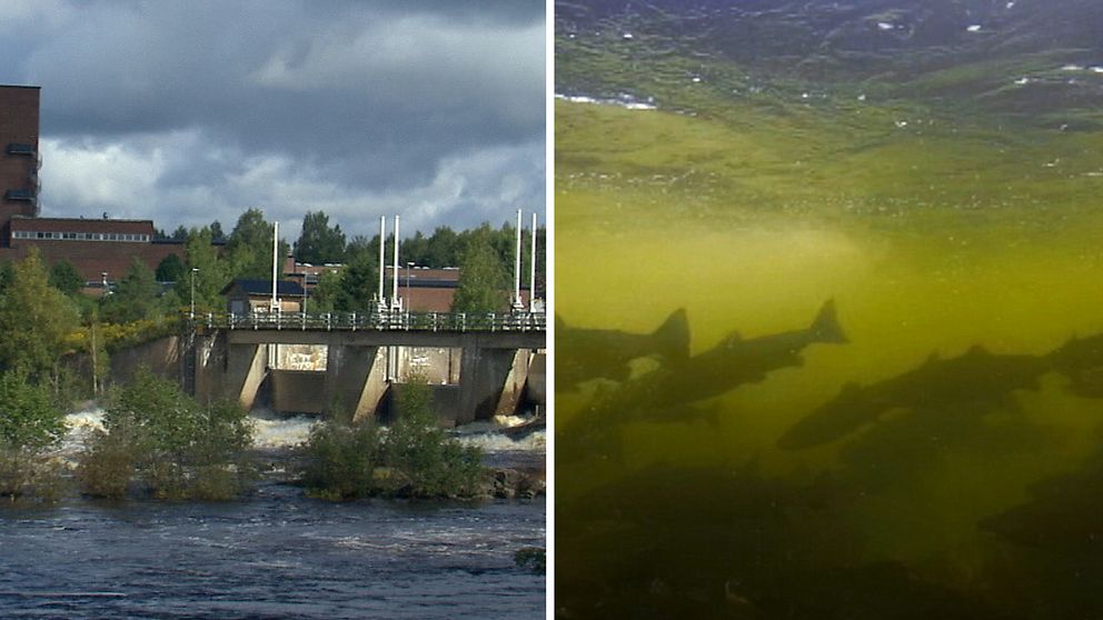 vattenkraftverk i Klarälven och fiskar i vatten