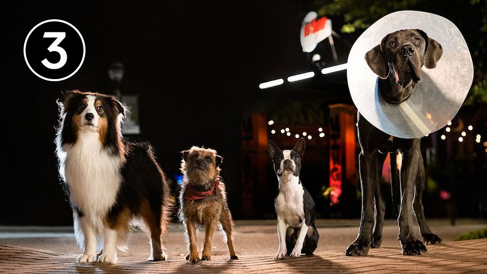 Will Ferrell, Jamie Foxx och Isla Fisher gör några av rösterna till hundgänget i den skruvade komedin ”Doggy style”.