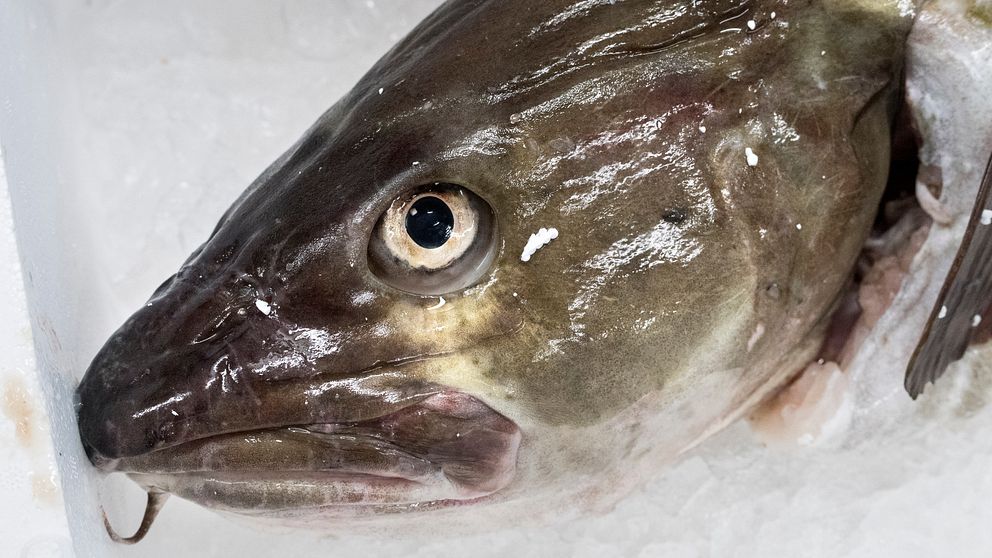 Bild på en fisk. Torsk.