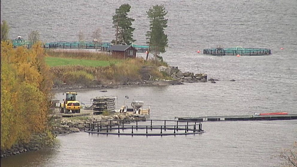 Bild på odlingskassar för fiskodling i Storsjön.