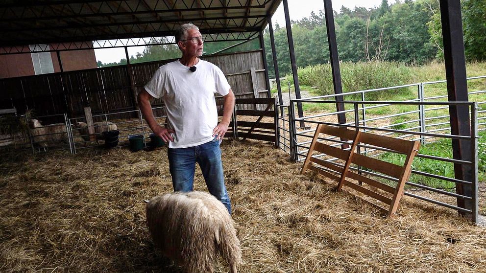 Mikael Larsson i Tanum på sin gård med får.