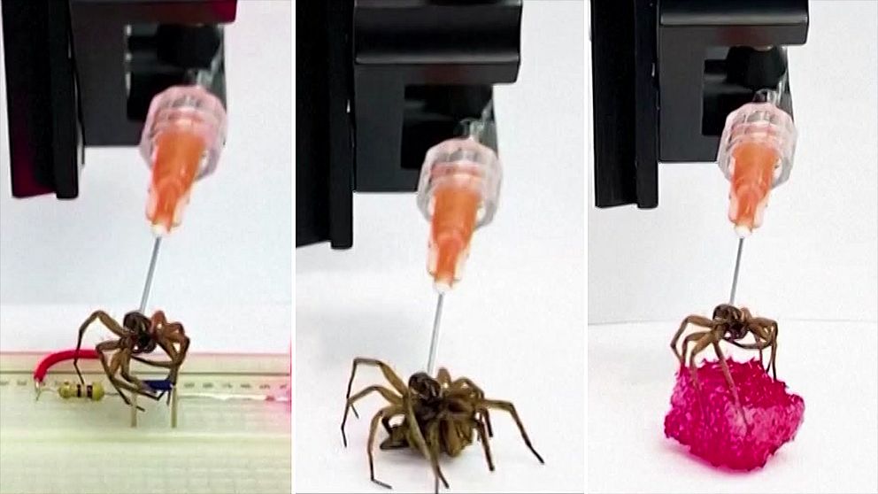 Se hur den döda spindeln förvandlas till en robotarm i klippet.
