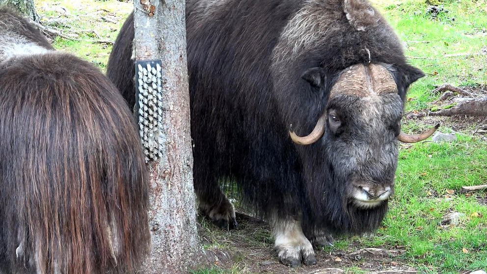 Myskoxen Brutus i hägnet vid Myskoxcentrum i Tännäs