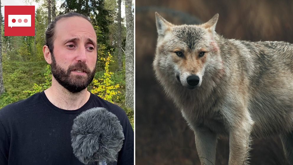 Hör Daniel Mallwitz, vilthandläggare på Länsstyrelsen i Västmanland om hur många vargar som får skjutas.