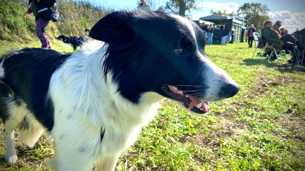 Border collie spanar.