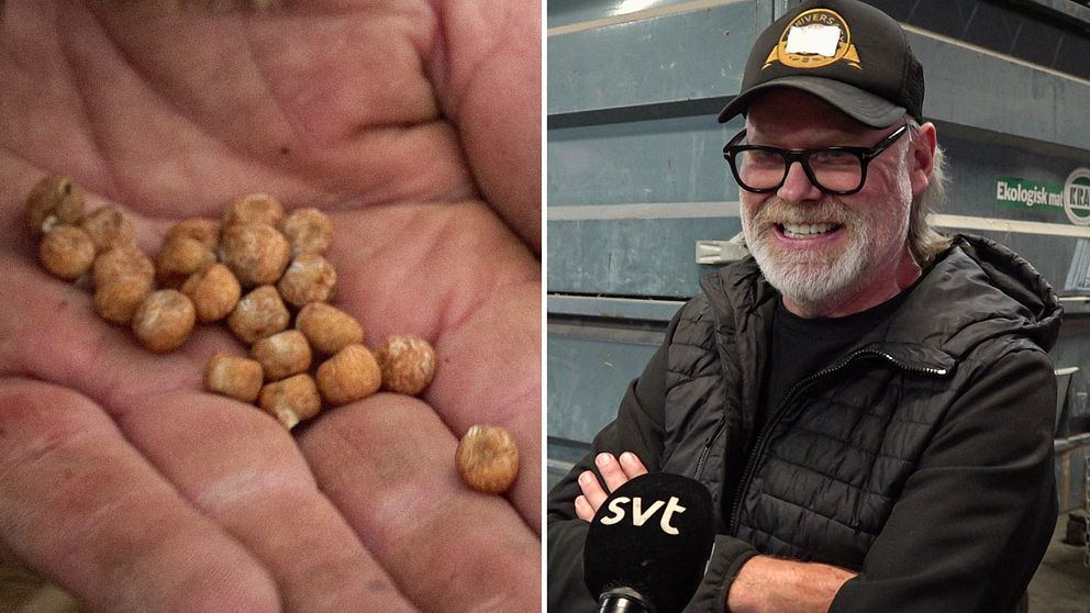 Till vänster gråärtor i en hand, till höger odlaren Lasse Tjus.