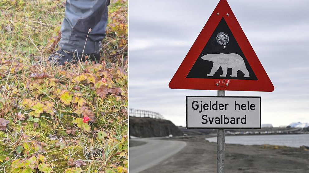 Isbjörnarna på Svalbard har fått sällskap av hjortron. Bilden till vänster är Stein Tore Pedersens egen bild på hjortronen från i somras.