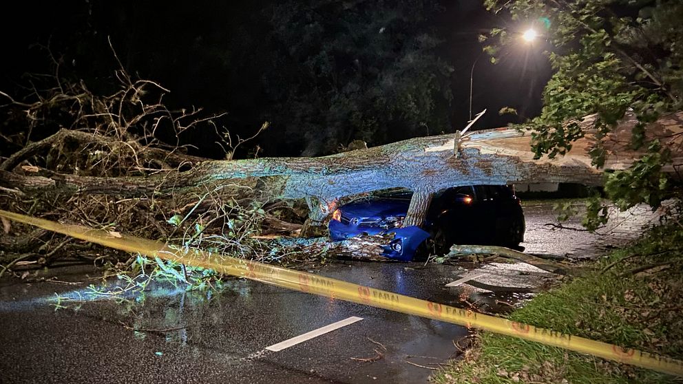 Ett stort träd föll över en bil på Västanvägen i Bjärred på fredagskvällen. I bilen befann sig tre personer som chockades men klarade sig utan fysiska skador.