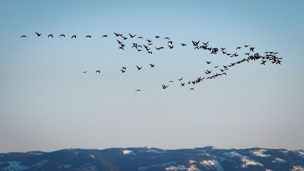 Flyttfåglar är orsak till den väntade ökningen.