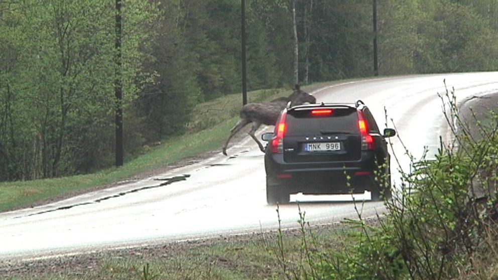 svart volvo är nära att krocka med älg på landsväg