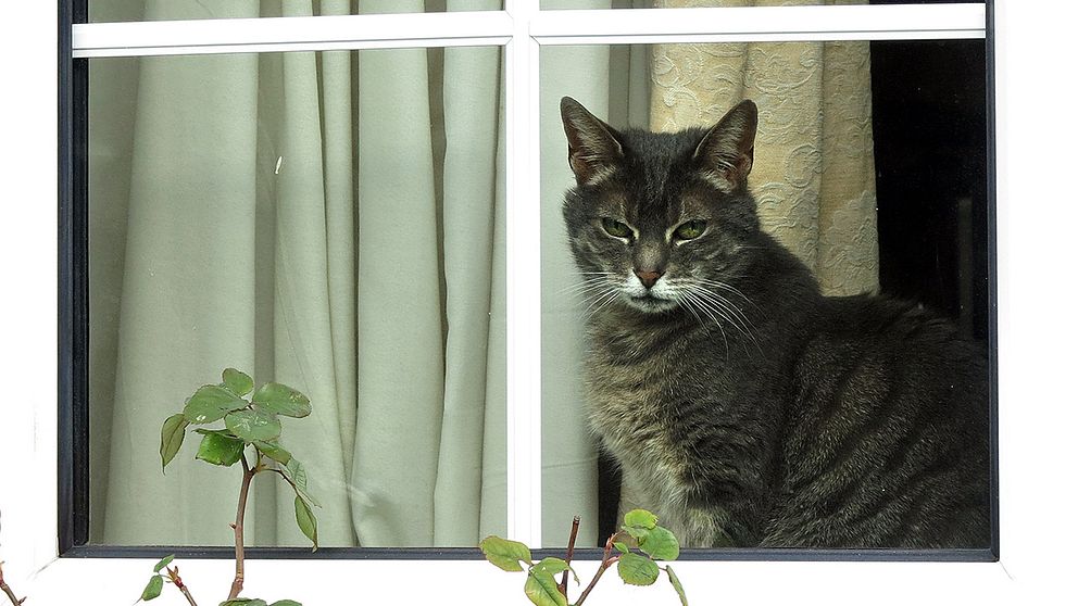 Katt är ett populärt husdjur världen över. Just den här katten hör hemma i London och har inte varit föremål för en vårdnadstvist.