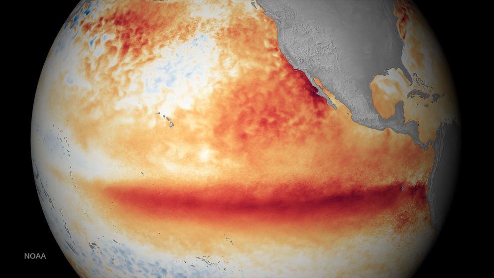 Ytvattentemperaturavvikelse från normalt över Stilla havet. Varmare (rött/orange) och kallare (blått).