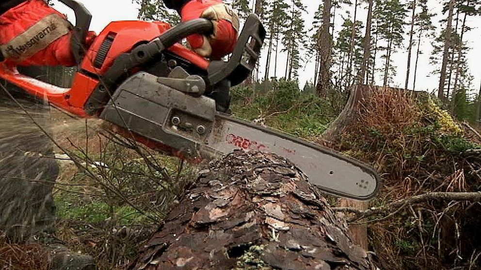 Mannen var i skogen för att såga ned träd.