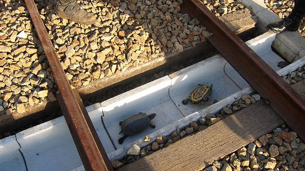 Sköldpaddor på väg under spåren
