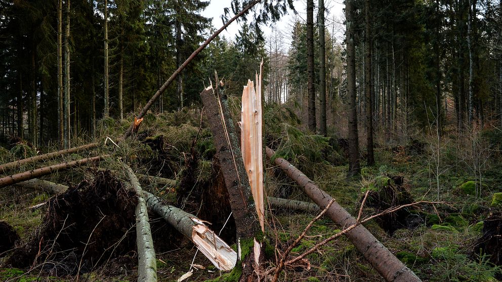 Stormfälld skog efter stormen Gorm. Träd knäckta i vinden.